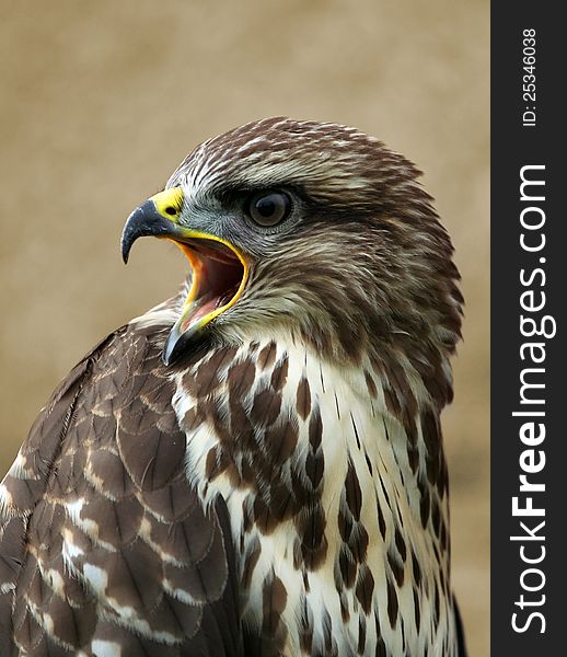 Screeching buzzard portrait - Buteo buteo. Screeching buzzard portrait - Buteo buteo