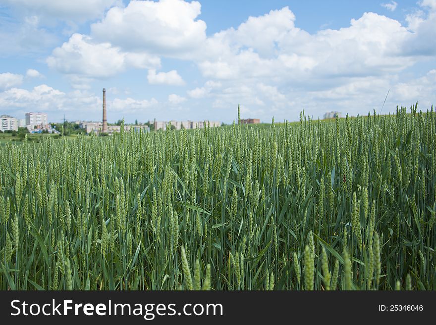Wheat field with buildings in the distance. Wheat field with buildings in the distance.