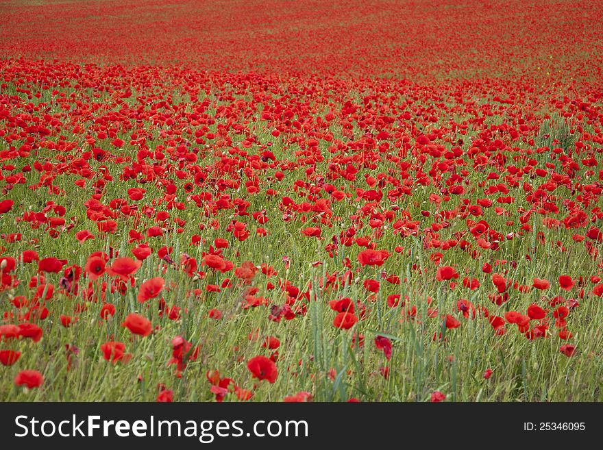 Poppies on a field