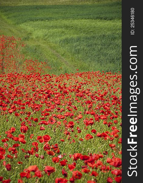 Poppies On A Field