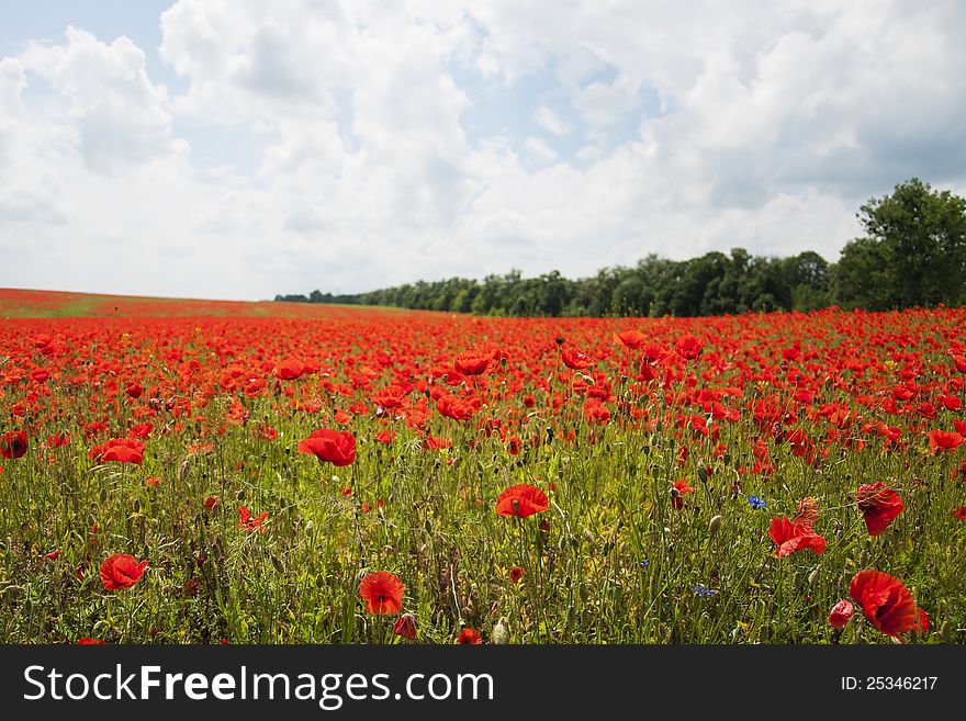 An entire fields of wonderful red poppies. An entire fields of wonderful red poppies