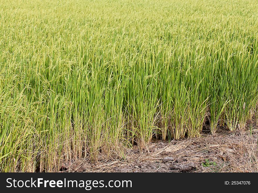 Green paddy rice in field.