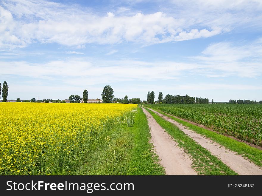 Road through flowering  rapeseed fields