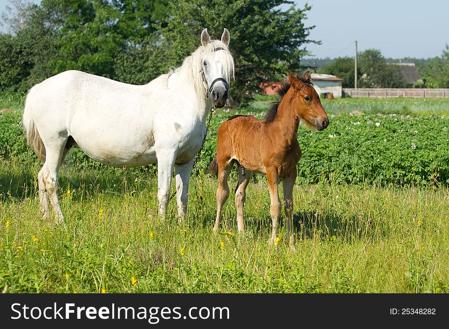 Beautiful mother and baby horse