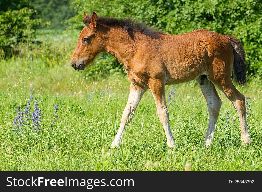 Horse Baby in the grass . Horse Baby in the grass .