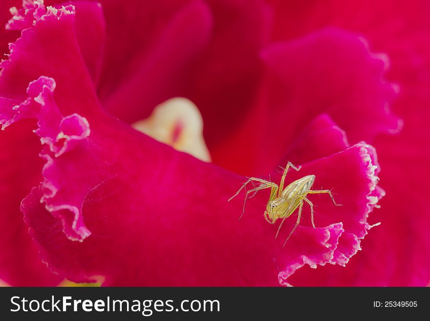 Spider on pink Corolla on Red Orchid