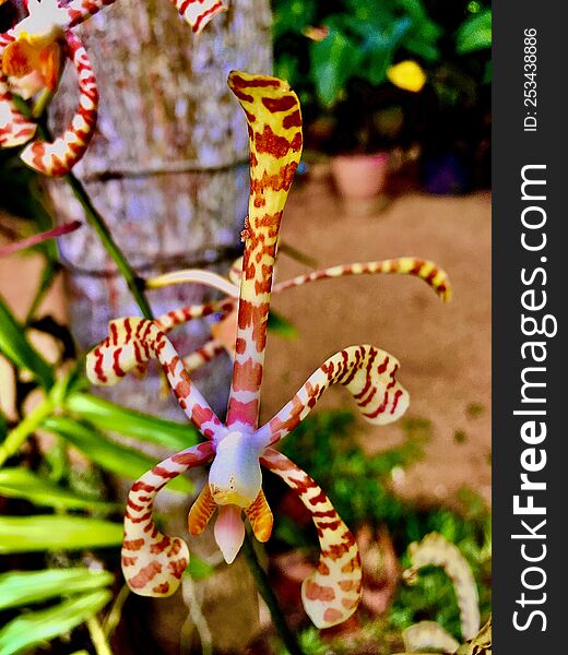 ornamental scorpion-shaped flowers background natural background blossom flowers festival green branch