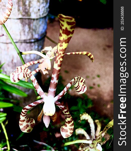 ornamental scorpion-shaped flowers Beautiful natural background blossom flowers festival green branch