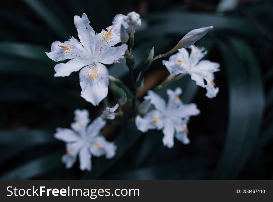 Flowers on the roadside,The beauty of everyday life