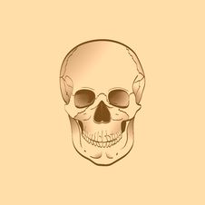 Human Skull Stock Image Human Skull Stock Image