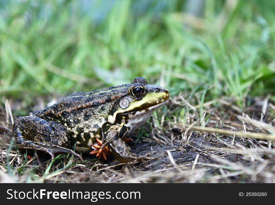 Green frog in the grass in the summer