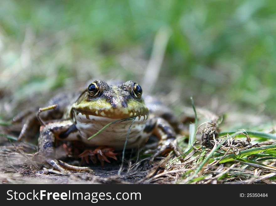 Green frog in the grass in the summer