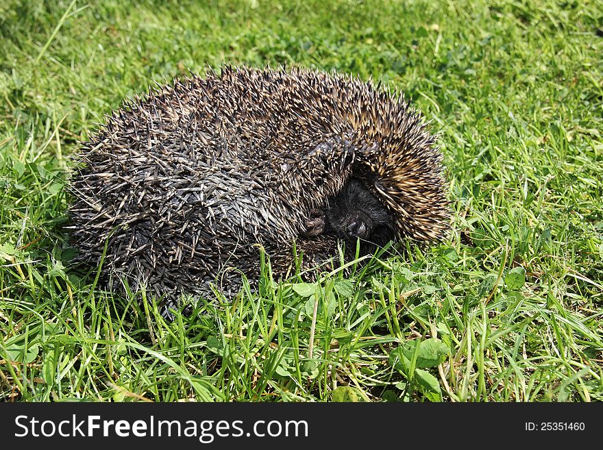 Young hedgehog sleeping in the grass