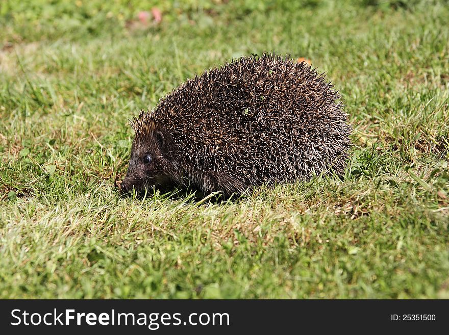 Young hedgehog sleeping in the grass. Young hedgehog sleeping in the grass