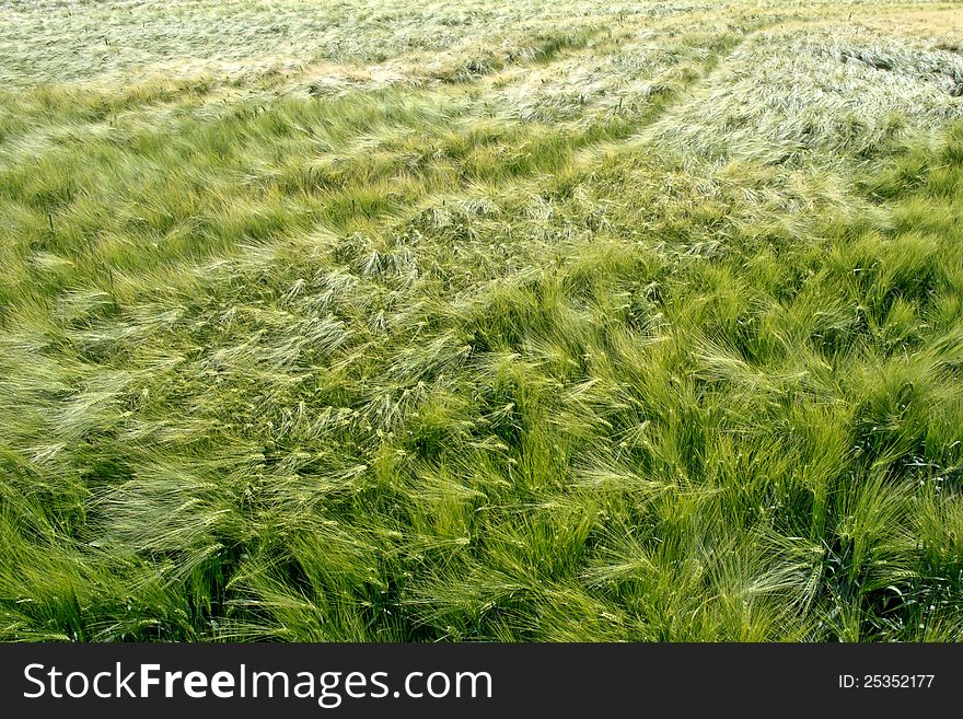 Barley Detail Growing In Summer. Barley Detail Growing In Summer