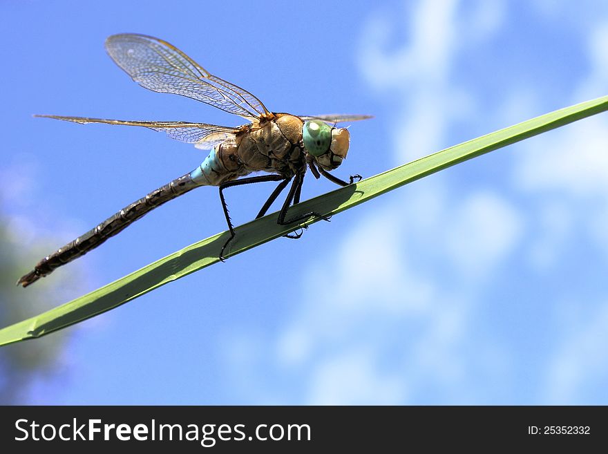 Big beautiful dragonfly close-up