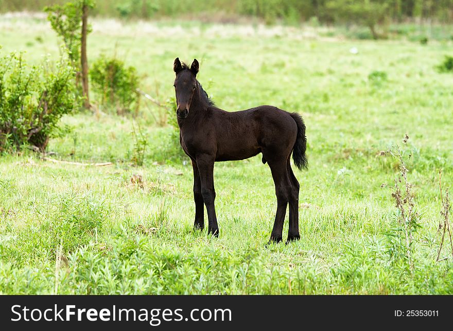 Young foal in the green field