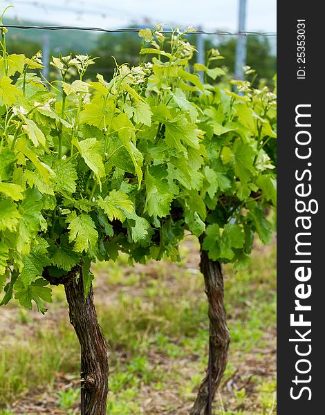 Close-up for a beautiful rows of grapes