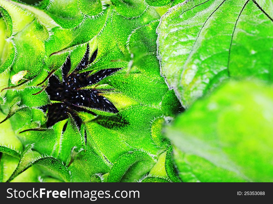 Sunflower under bright sunlight. Abstract natural backgrounds