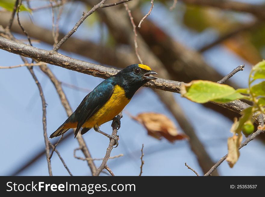 Female Spot-crowned Euphonia in Tropical rainforest at Fort Sherman, Colon, Panama.