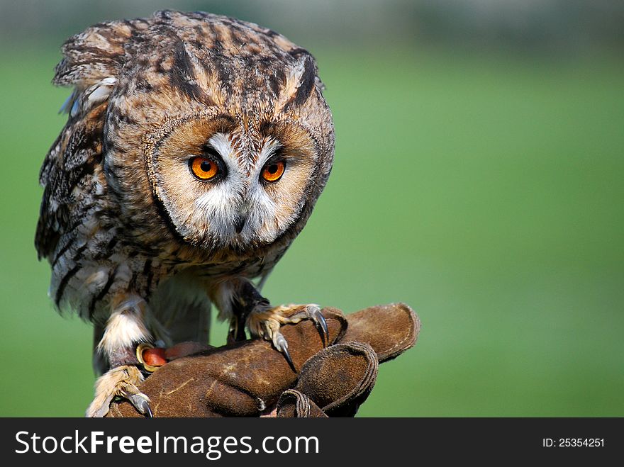 Long-eared owl perched on falconers glove