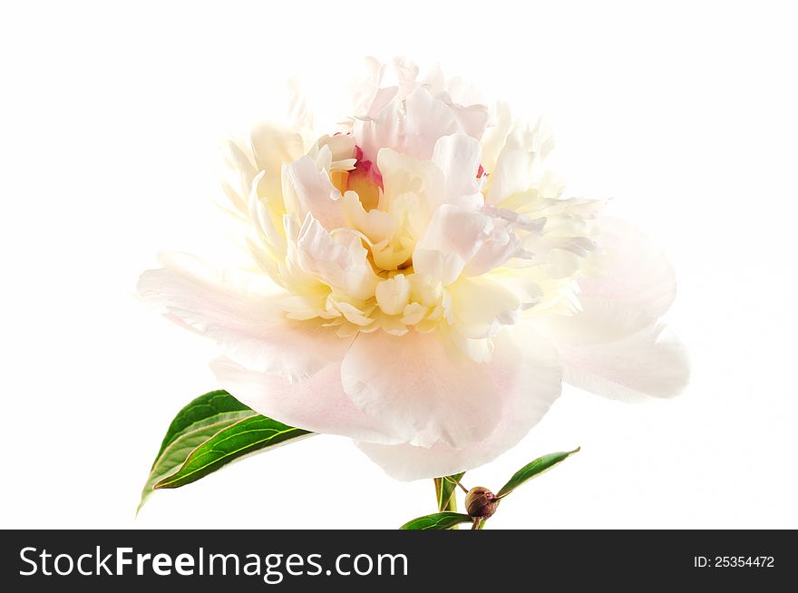 Peony flower, close up, on a white background