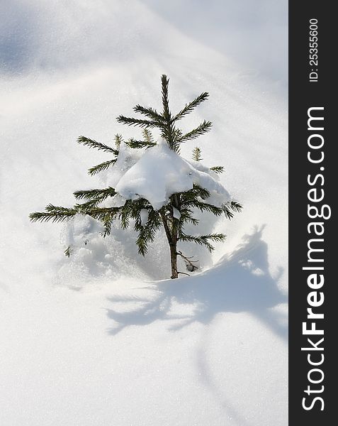 Small evergreen spruce tree with fresh white snow in deep snowdrift. Small evergreen spruce tree with fresh white snow in deep snowdrift