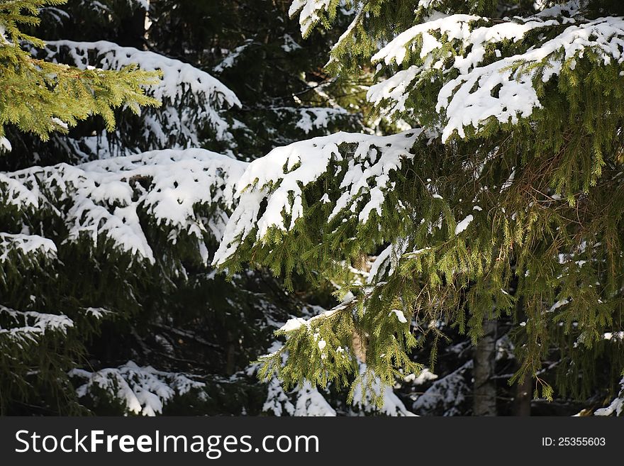 Many branches of big evergreen spruce tree with fresh white snow. Many branches of big evergreen spruce tree with fresh white snow