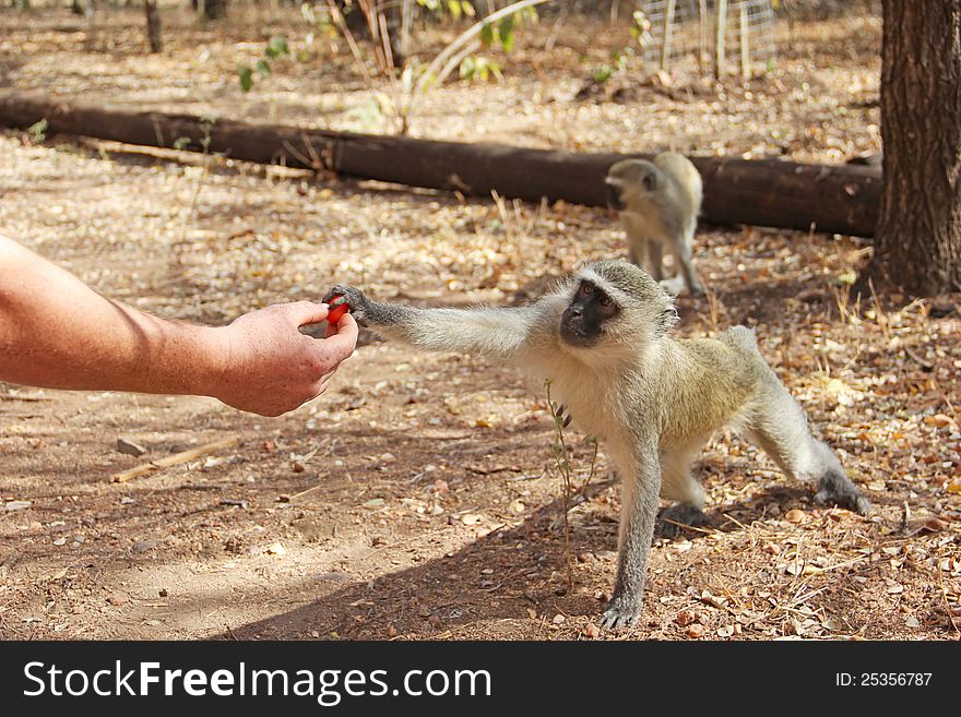 Human feeding monkey fruit in the National Kruger Park in South Africa