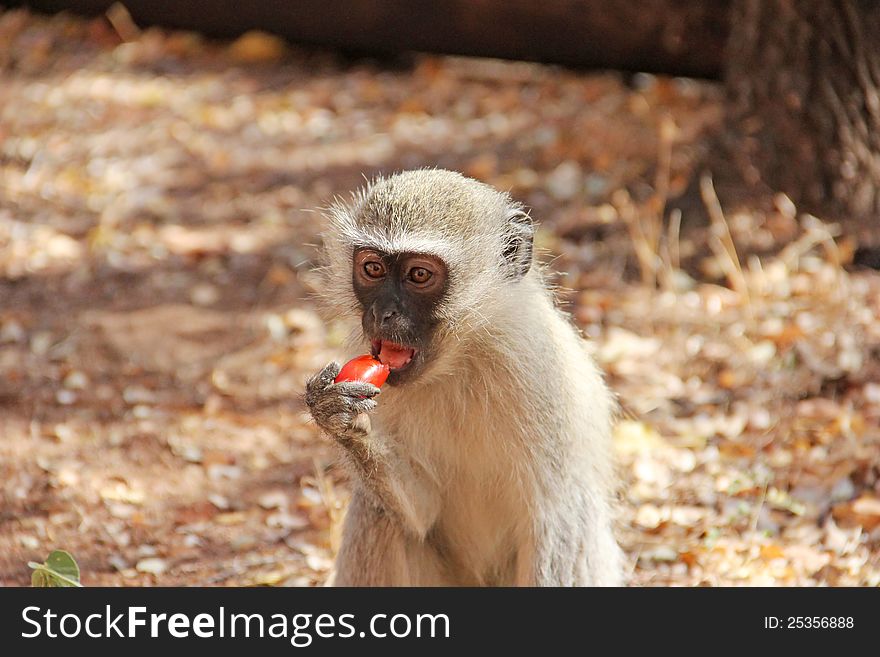 Human Feeding Monkey Fruit