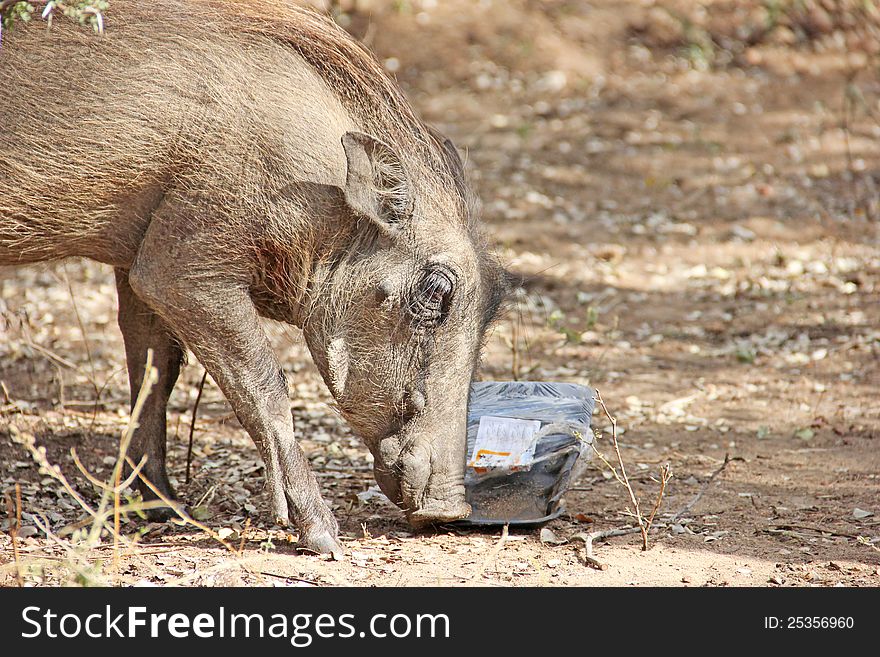 Warthog feeding on litter left by humans. Warthog feeding on litter left by humans