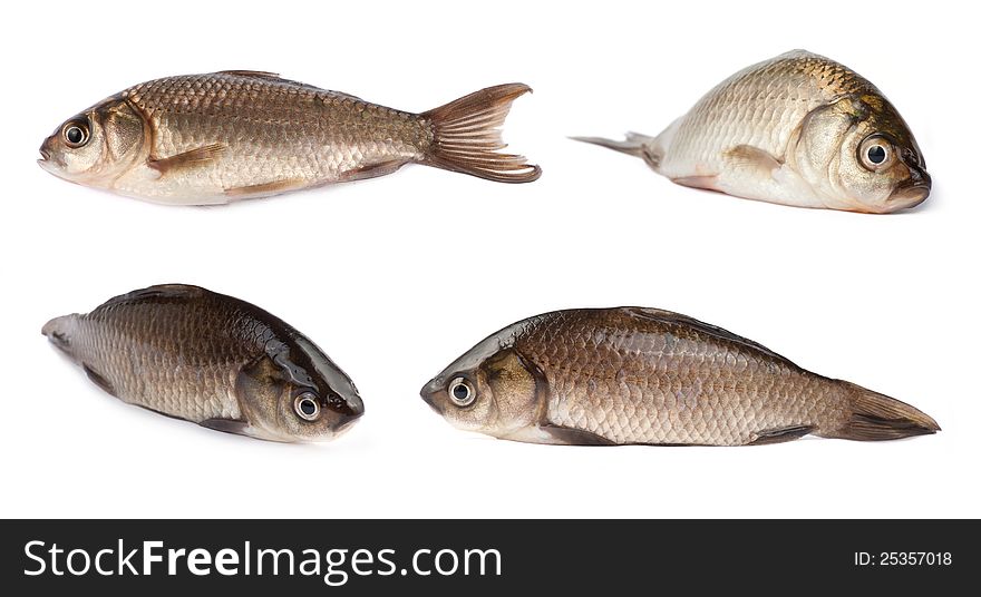 Freshwater Crucian carp  on white background. Lake fish. Shallow depth of field. Freshwater Crucian carp  on white background. Lake fish. Shallow depth of field.