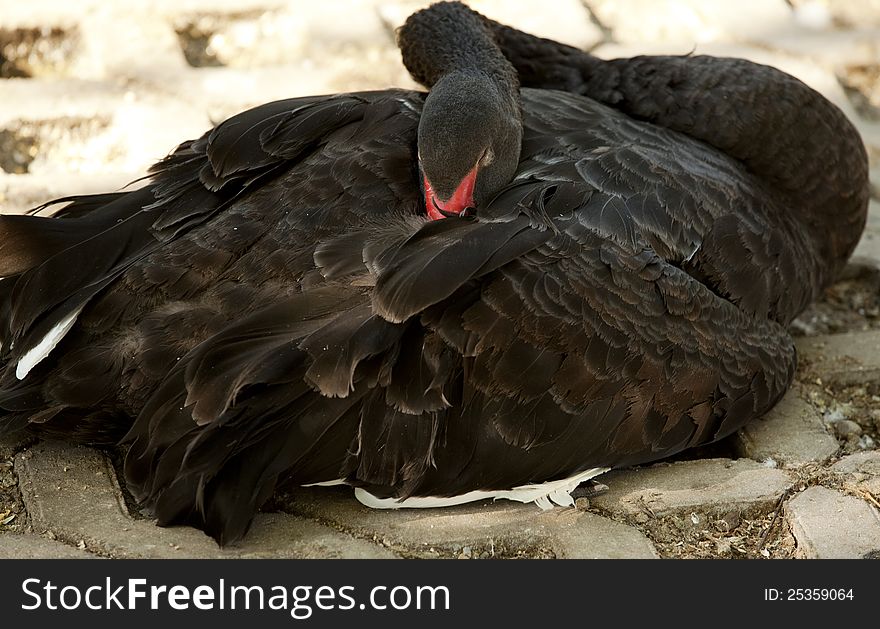 Black Swan Sleeping