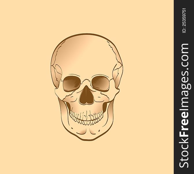 Illustration of human skull isolated