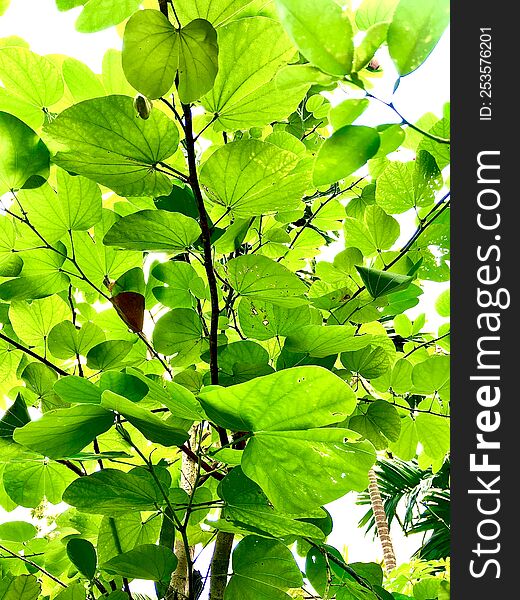 attractive green plant background view natural floral