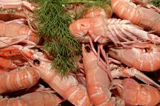 Crayfish Royalty Free Stock Photo Crayfish Royalty Free Stock Photo