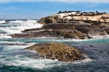Seal Island Royalty Free Stock Photo Seal Island Royalty Free Stock Photo