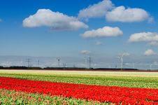Very Large Field Of Tulips And Wind Turbines Royalty Free Stock Photo