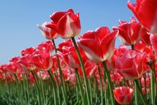 Forest Of Red Tulips Stock Photography Forest Of Red Tulips Stock Photography