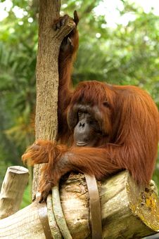 Hairy Orangutan Sitting At A Tree Stock Images