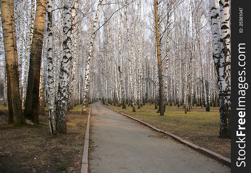 There are trees and road in a summer forest
