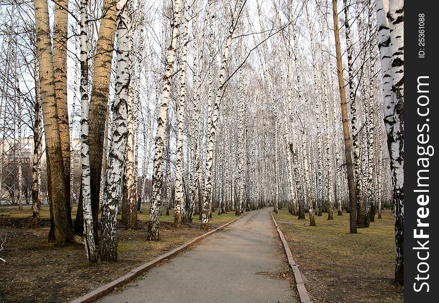 There are trees and road in a spring forest
