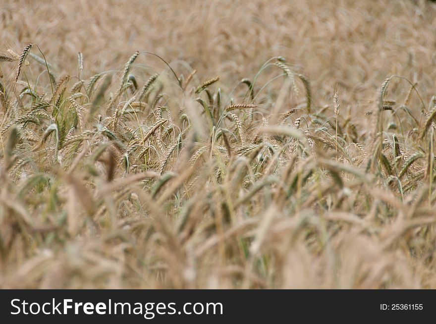 Backgroung from a wheaten field, focus on the middle. Backgroung from a wheaten field, focus on the middle