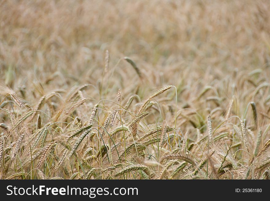 Backgroung from a wheaten field, small focus