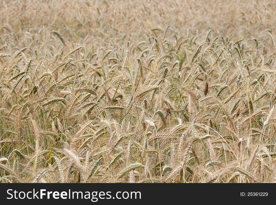 Wheaten field, fullframe, small focus. Wheaten field, fullframe, small focus.