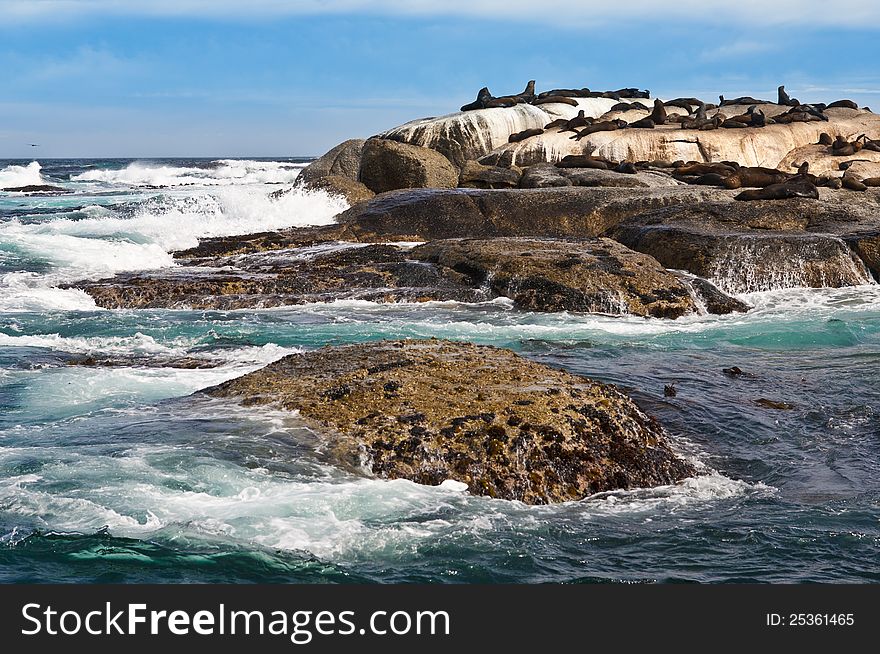 Seals sunning on rocky island. Seals sunning on rocky island