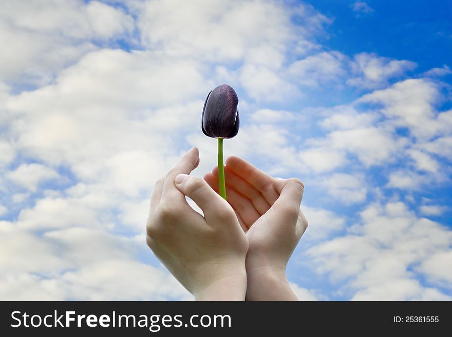 Black tulip in hands isolated against the sky