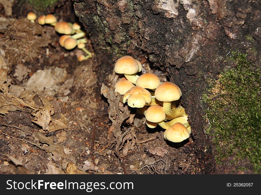 Shrub Armillaria grows on a tree in the forest