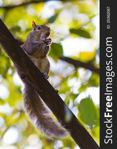 Cute squirrel sitting on a branch and nibbling a nut