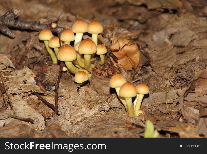 Shrub Armillaria grows on a tree in the forest. Shrub Armillaria grows on a tree in the forest